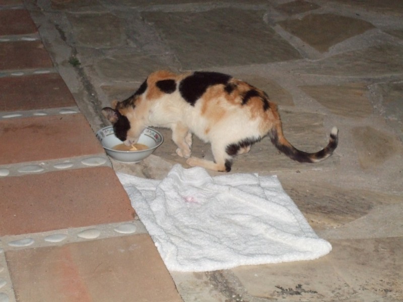 Anadalusien 2009 - 0611 